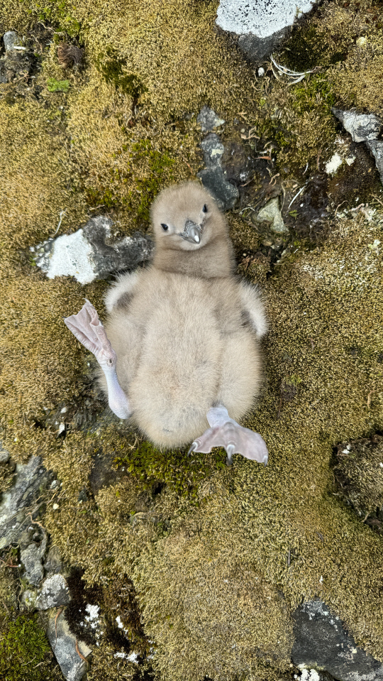 제14회 극지사진콘테스트 우수작 '스마일 스쿠아(촬영 김지희)'  극지연 김지희 제공
